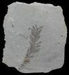 Metasequoia (Dawn Redwood) Fossil - Montana #62356-1